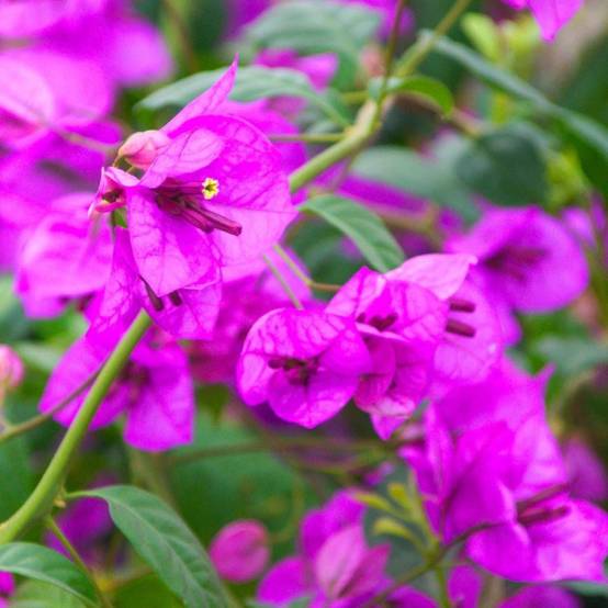 Bougainvillier Violet de Mèze à fleurs Rose - feuillage Caduc - Pot de 3L - Echelle bambou 60/120 cm- hauteur à maturité De 2,00 m à 2,50 m - Image 1