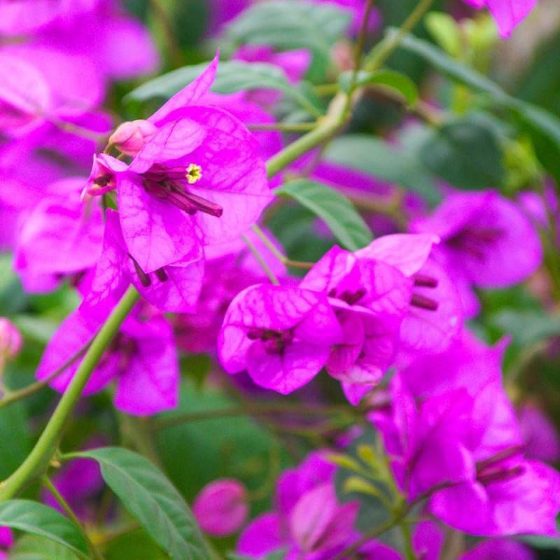 Bougainvillier Violet de Mèze à fleurs Rose - feuillage Caduc - Pot de 3L - Echelle bambou 60/120 cm-  hauteur à maturité De 2,00 m à 2,50 m - Image 1