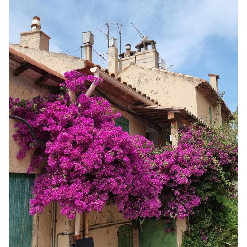 Bougainvillier Violet de Mèze à fleurs Rose - feuillage Caduc - Pot de 3L - Echelle bambou 60/120 cm-  hauteur à maturité De 2,00 m à 2,50 m - Image 7