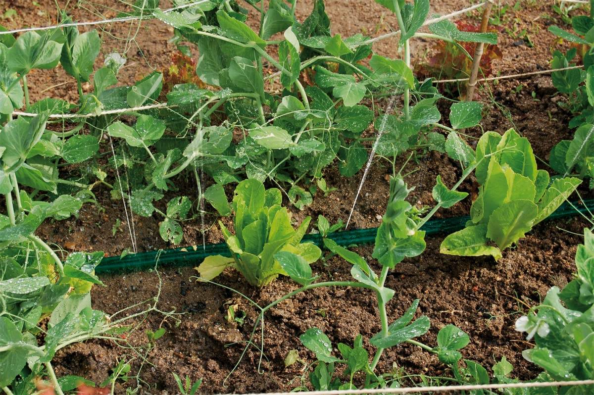 Jardibric - Jardibric - Tuyau Arroseur Microperforé de 15m - Arrosage Uniforme et Efficace pour Votre Jardin. - Image 2