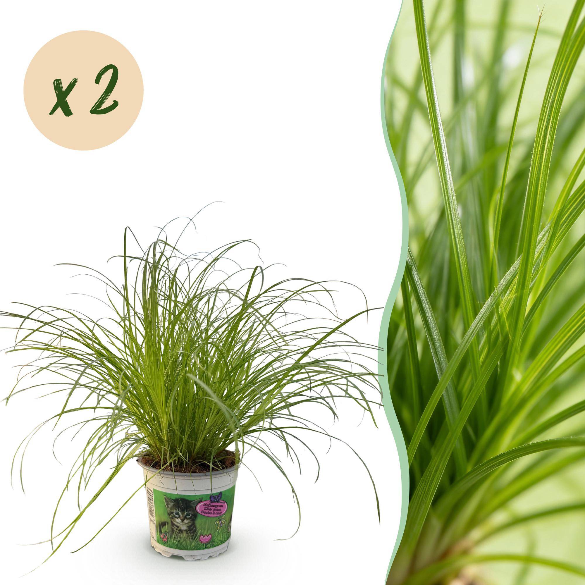 Herbe à chat - Cyperus alternifolius - lot de 2 - Ø12cm - ↕30cm - Plantes d’intérieur