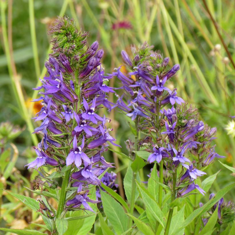 Graines de Lobelia x gerardii Vedrariensis - Lobélia violet le sachet de 150 graines environ (0,01g)
