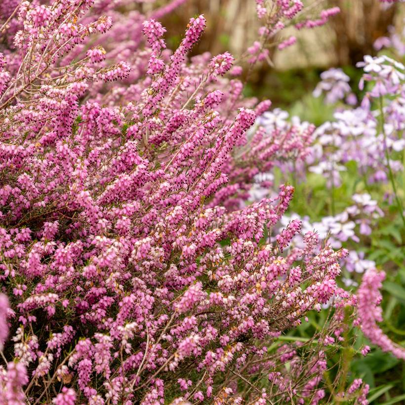 Promesse de Fleurs - Erica darleyensis Darley Dale - Bruyère d'hiver Pot de 2L/3L - Image 1