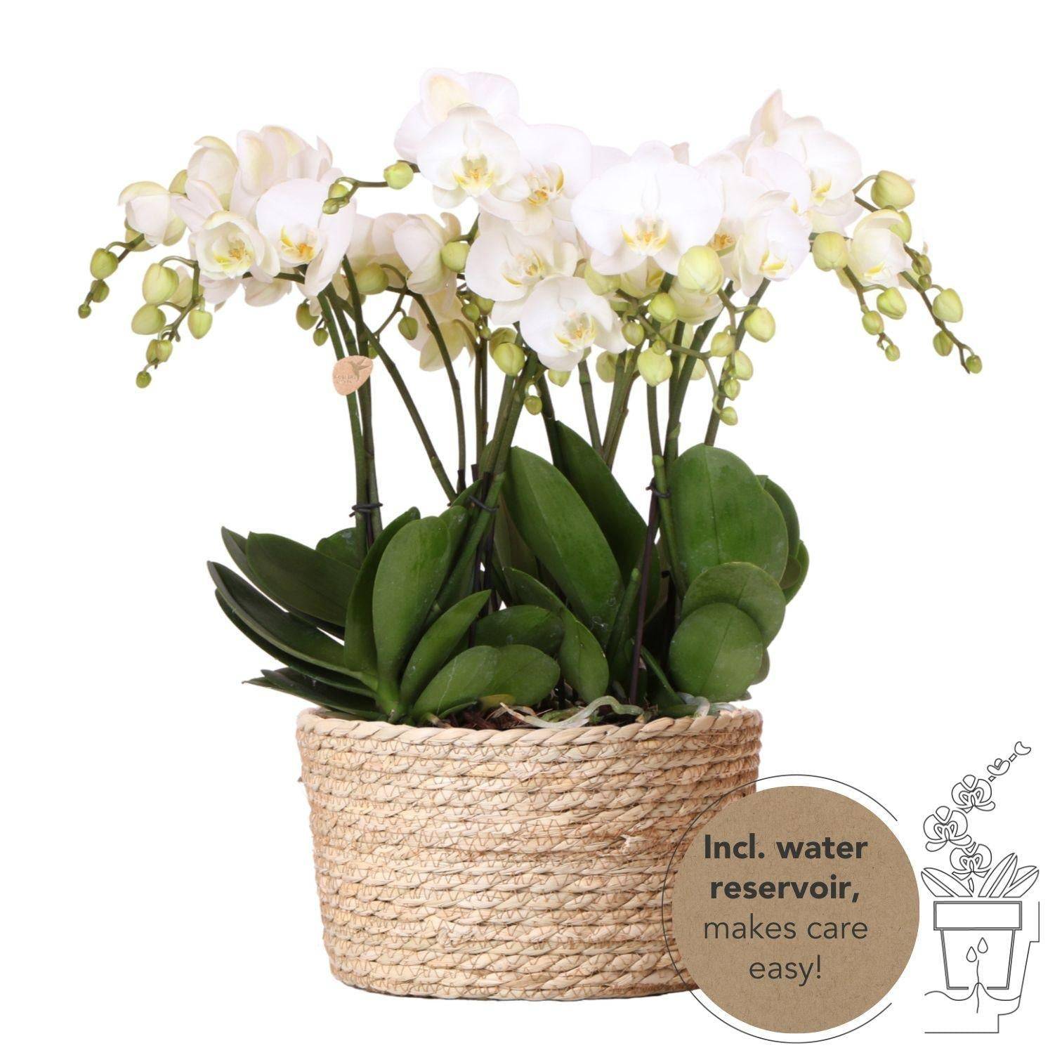 La Green Touch - Orchidées Blanches en Panier d'Osier avec Réservoir d'Eau- La Green Touch