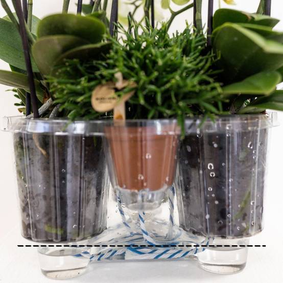 La Green Touch - Orchidées Blanches en Panier d'Osier avec Réservoir d'Eau- La Green Touch - Image 4