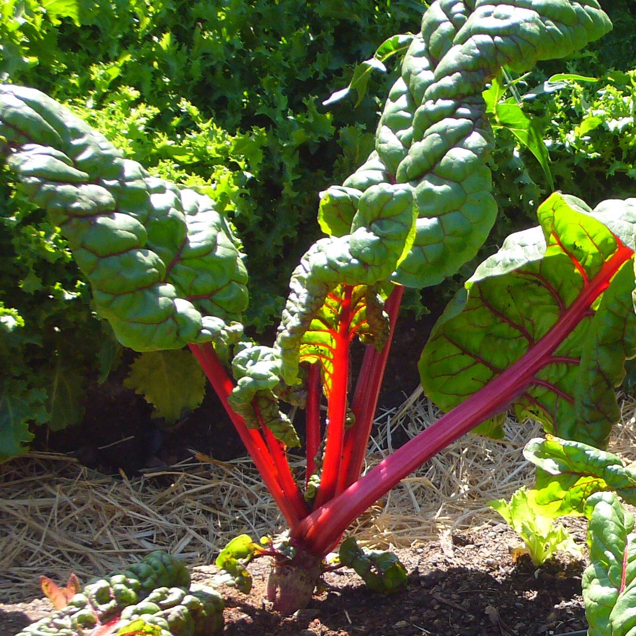 Poirée Rhubarb Chard à carde rouge - Beta vulgaris le sachet de 150 graines environ (4g)