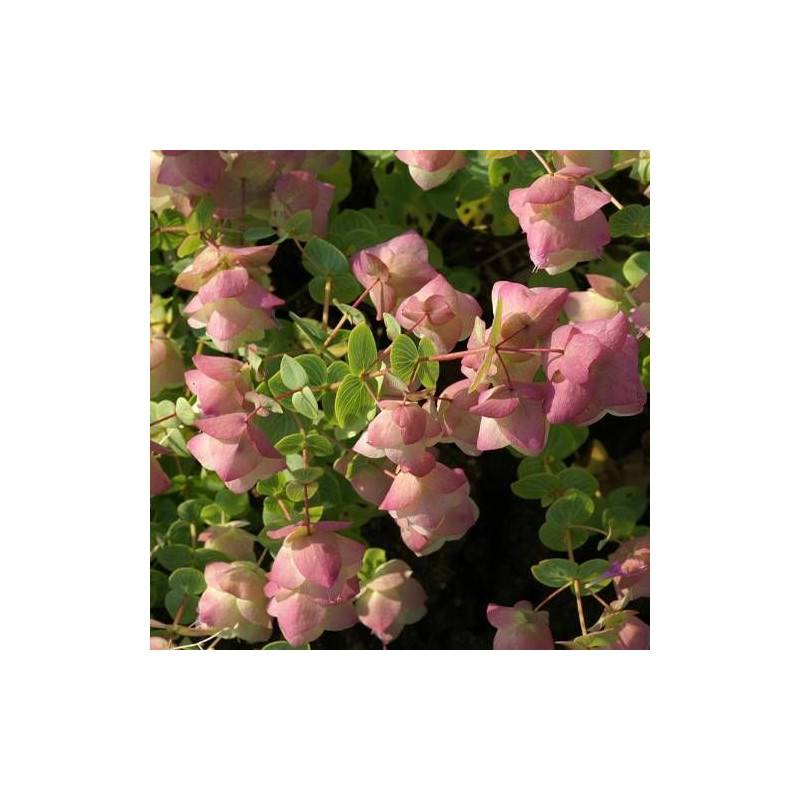 Origan Kent Beauty à fleurs Rose - feuillage Caduc - Godet - 5/20 cm-  hauteur à maturité De 0,15 m à 0,50 m