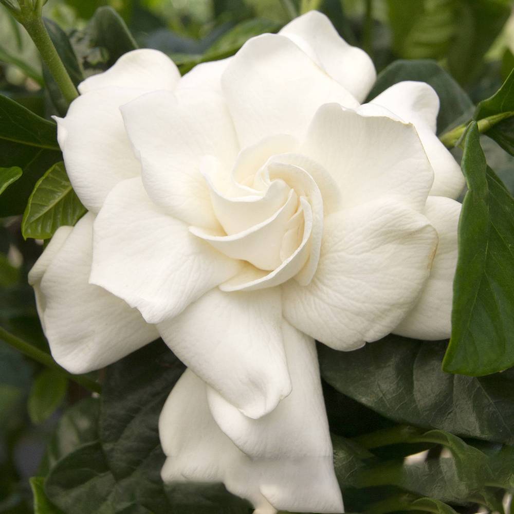 Gardenersdream - 1 X Gardenia Jasminoides Jasmin Du Cap Plante D'Interieur Saine Ornementale En Pot - GardenersDream - Imagen 4
