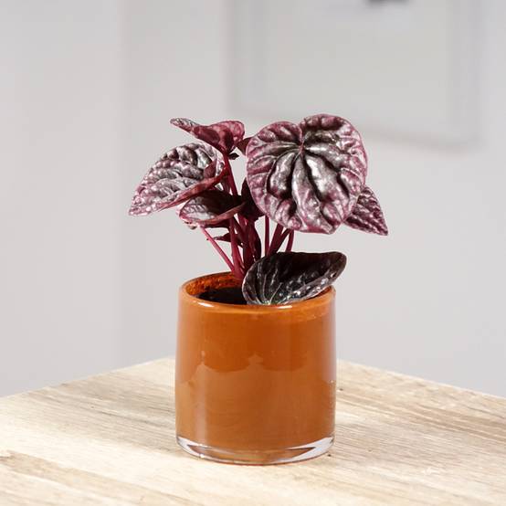 Peperomia caperata Luna Pot de 12 cm / 13 cm