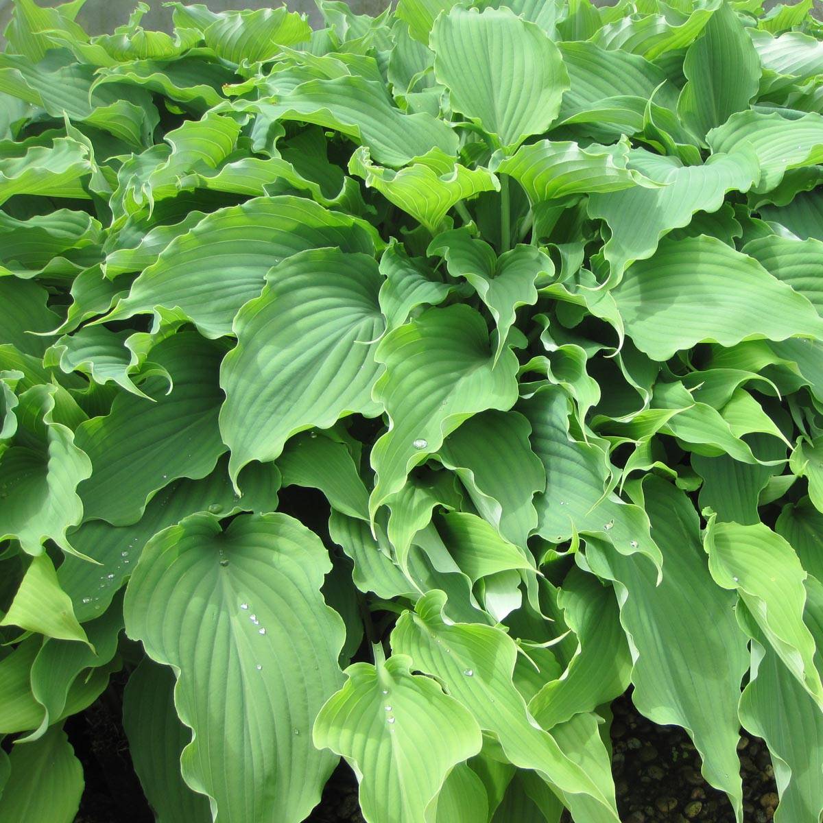 Hosta Neptune  Pot de 1,5L/2L