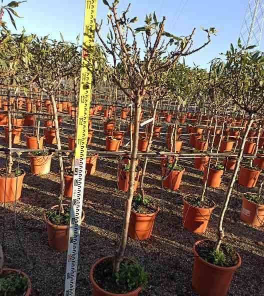 0 - Prunus dulcis (Amandier) Pot de 15 litres - 140/160 cm - Image 3