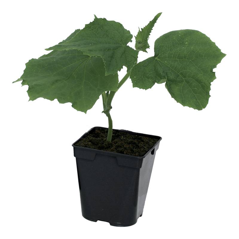 Plant de concombre Gynial f1  pot de 0,5 litre - Image 2