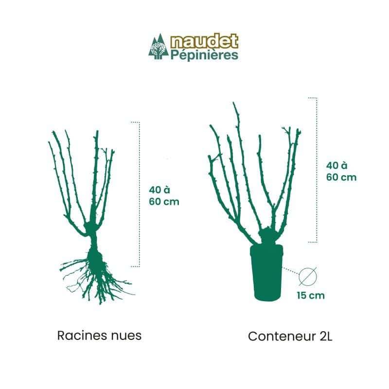 Rosier 'Emera' ® - Conteneur 2L - Pépinières Naudet - Image 2