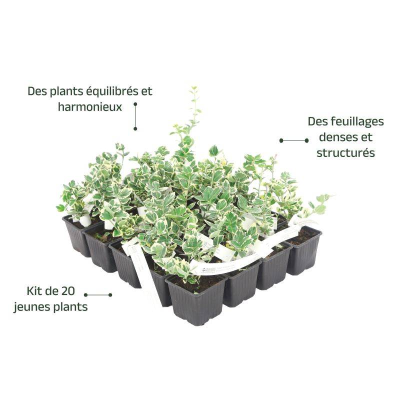 20 Fusains Emerald 'Gaiety' (Euonymus Fortunei 'Gaeity') - Haie Fusain Gaiety -  - Pépinières Naudet - Imagen 4