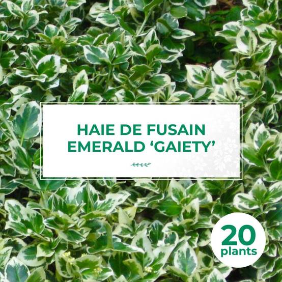 20 Fusains Emerald 'Gaiety' (Euonymus Fortunei 'Gaeity') - Haie Fusain Gaiety - - Pépinières Naudet - Image 1