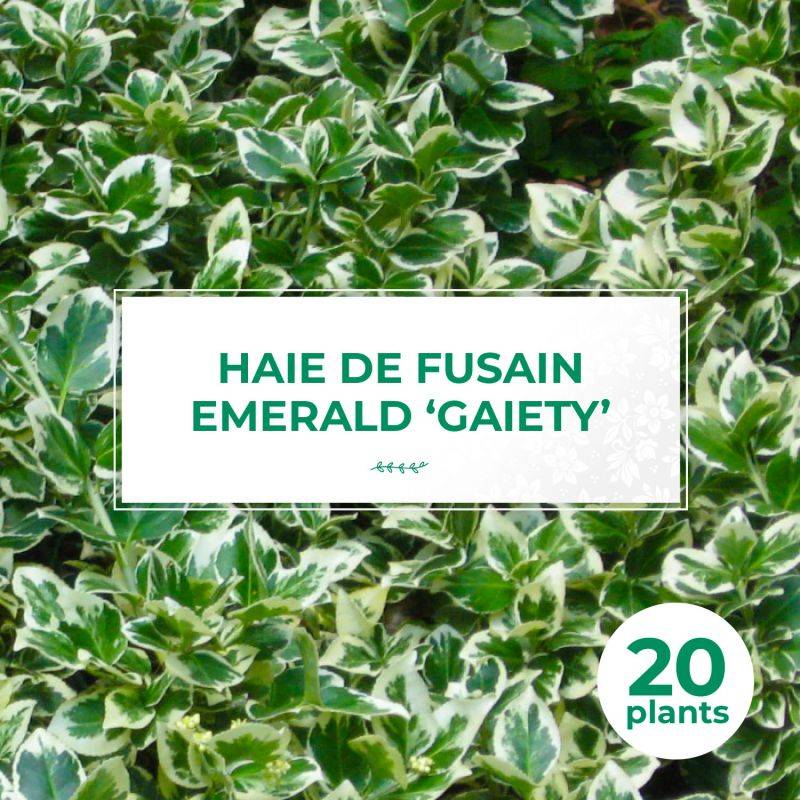 20 Fusains Emerald 'Gaiety' (Euonymus Fortunei 'Gaeity') - Haie Fusain Gaiety -  - Pépinières Naudet - Imagen 1