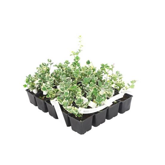 20 Fusains Emerald 'Gaiety' (Euonymus Fortunei 'Gaeity') - Haie Fusain Gaiety - - Pépinières Naudet - Image 3