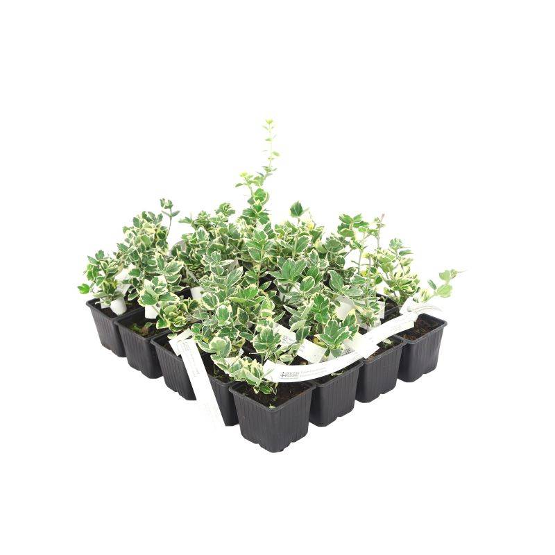 20 Fusains Emerald 'Gaiety' (Euonymus Fortunei 'Gaeity') - Haie Fusain Gaiety -  - Pépinières Naudet - Imagen 3