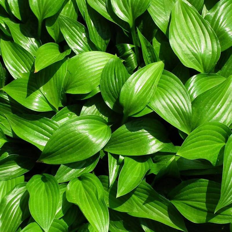 Hosta Devon Green à fleurs Bleue/Violette - feuillage Caduc - Godet - 5/20 cm - Imagen 1