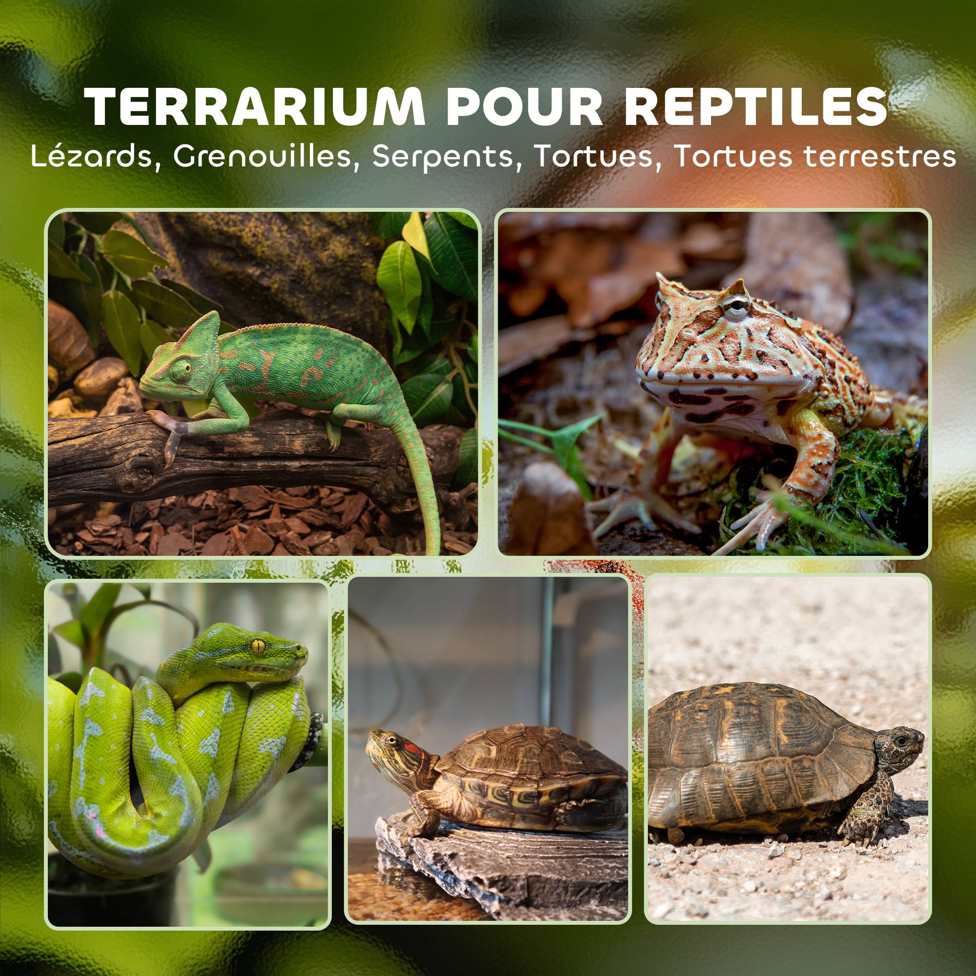 Terrarium verre noir 50 x 30 x 35 cm - PANGIVO - Image 6