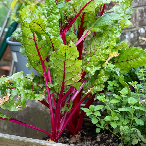 Poirée Rhubarb Chard BIO le sachet de 100 graines environ (2,5g)