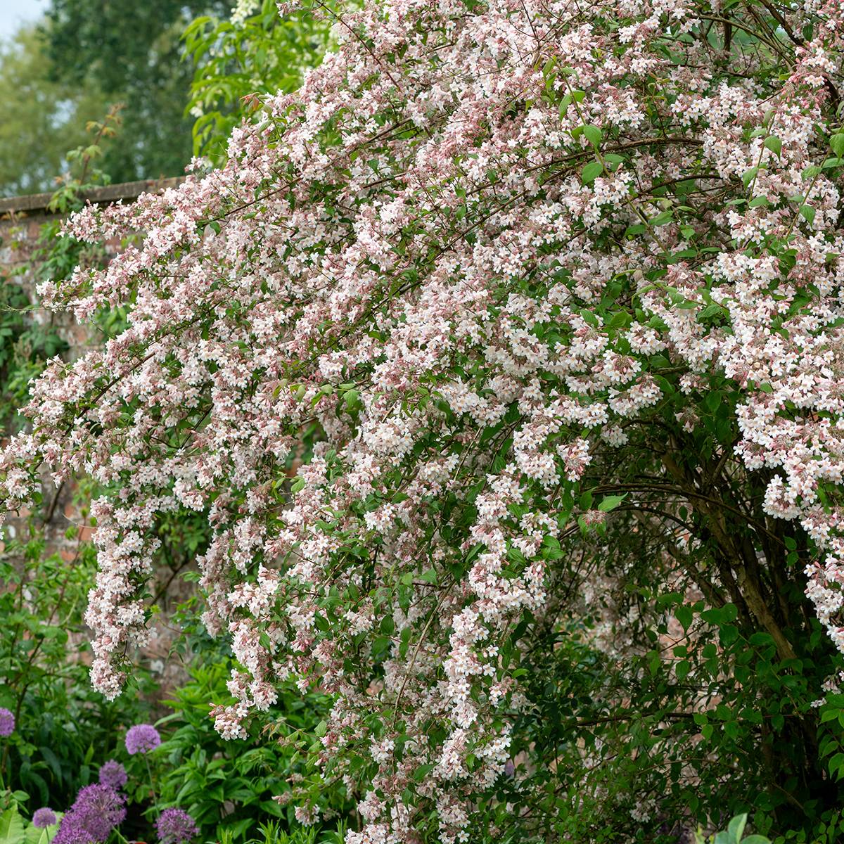 Promesse de Fleurs - Kolkwitzia amabilis - Buisson de beauté Pot de 3L/4L