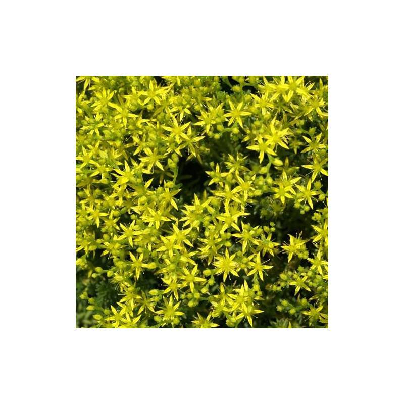 Orpin sexangulare, Sedum à fleurs Jaune/ - feuillage Persistant - Godet - 5/20 cm - Imagen 2