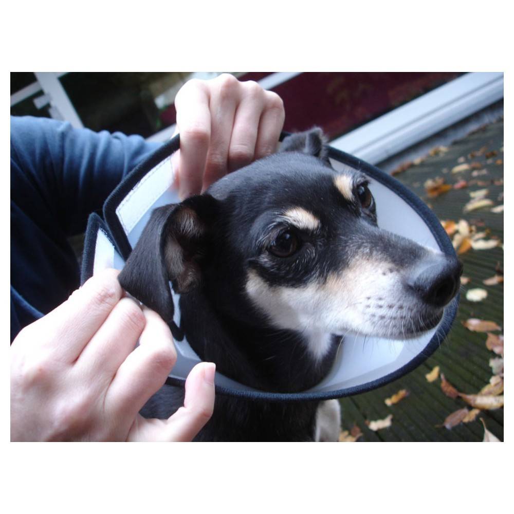 Flamingo - Collerette de protection Capo M 25,5 cm pour chien - Flamingo - Image 6