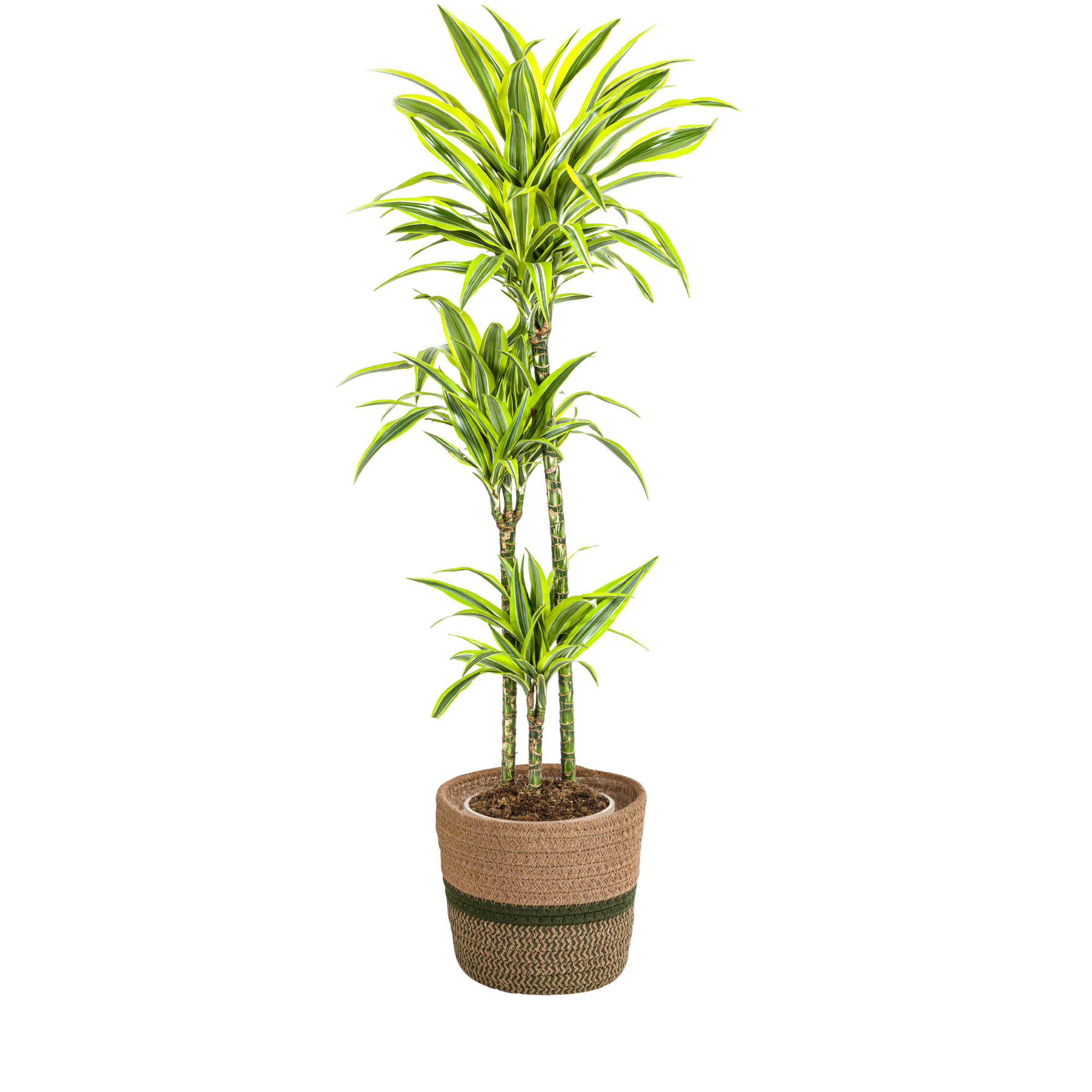 Dracaena Deremensis Lemon Vert Clair - H15cm
