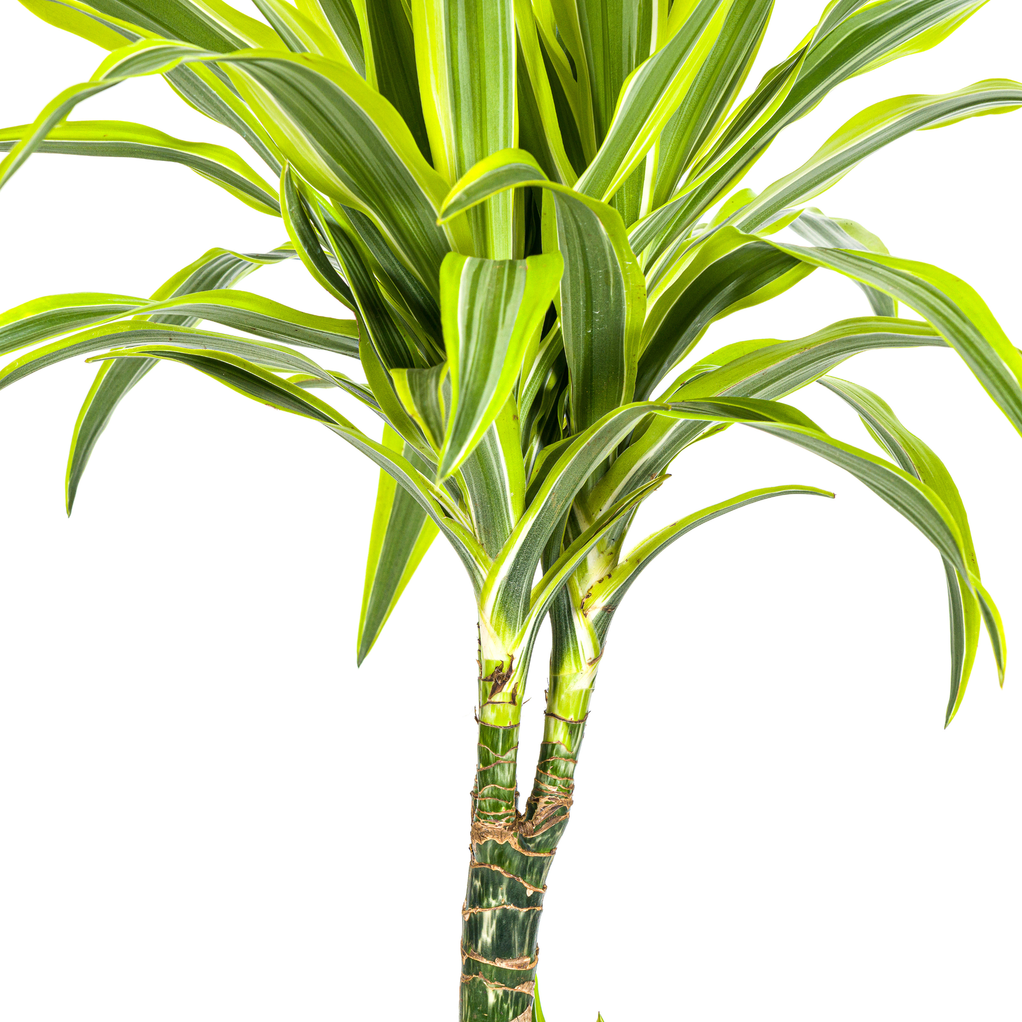 La Green Touch - Dracaena Deremensis Lemon Vert Clair - H15cm - Image 6
