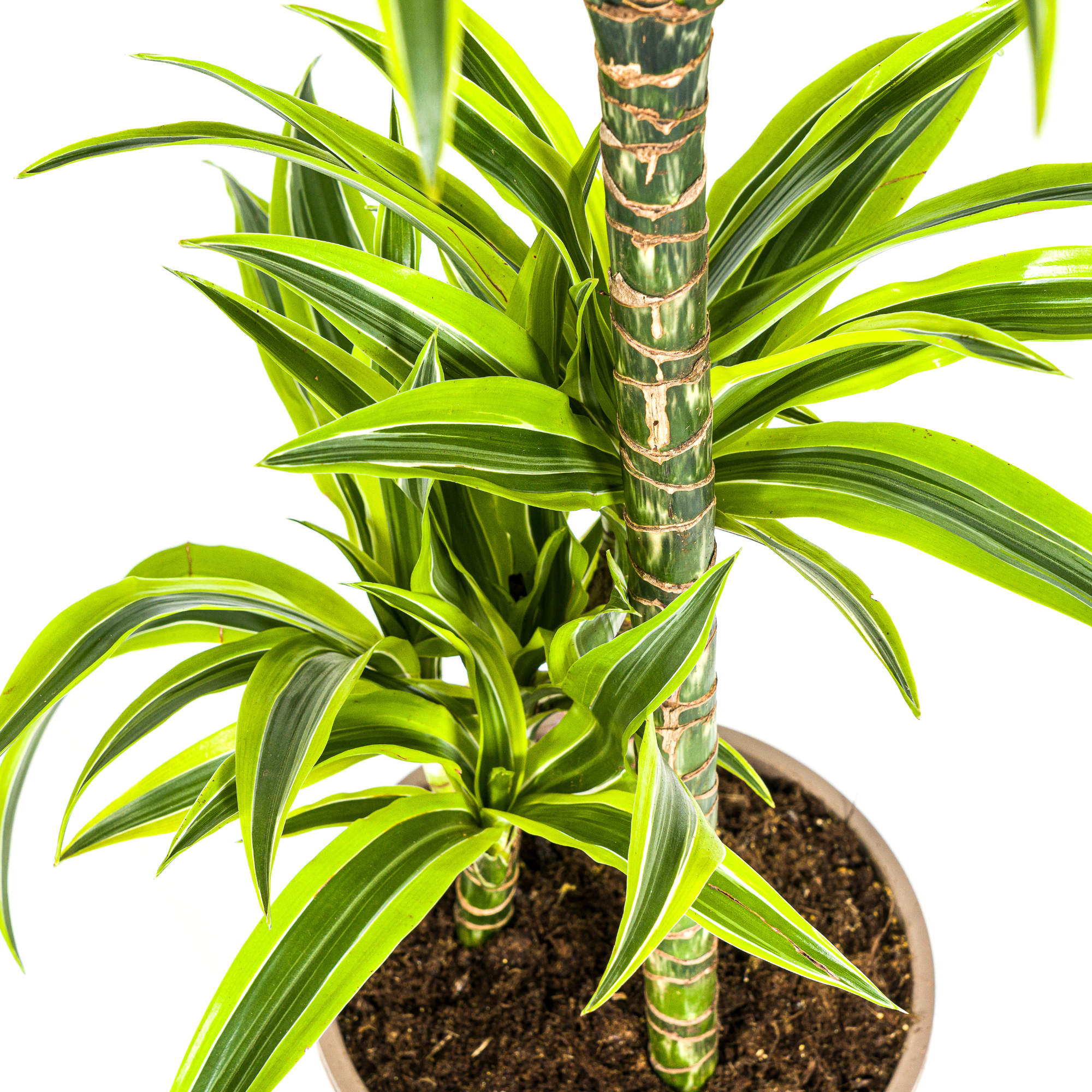 La Green Touch - Dracaena Deremensis Lemon Vert Clair - H15cm - Image 7