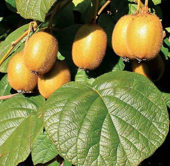 Kiwi Jaune Jinfeng – Plant Fruitier Actinidia Greffé 2 Ans En Pot 20L, Hauteur Max 170 Cm