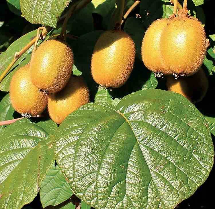 Kiwi Jaune Jinfeng – Plant Fruitier Actinidia Greffé 2 Ans En Pot 20L, Hauteur Max 170 Cm