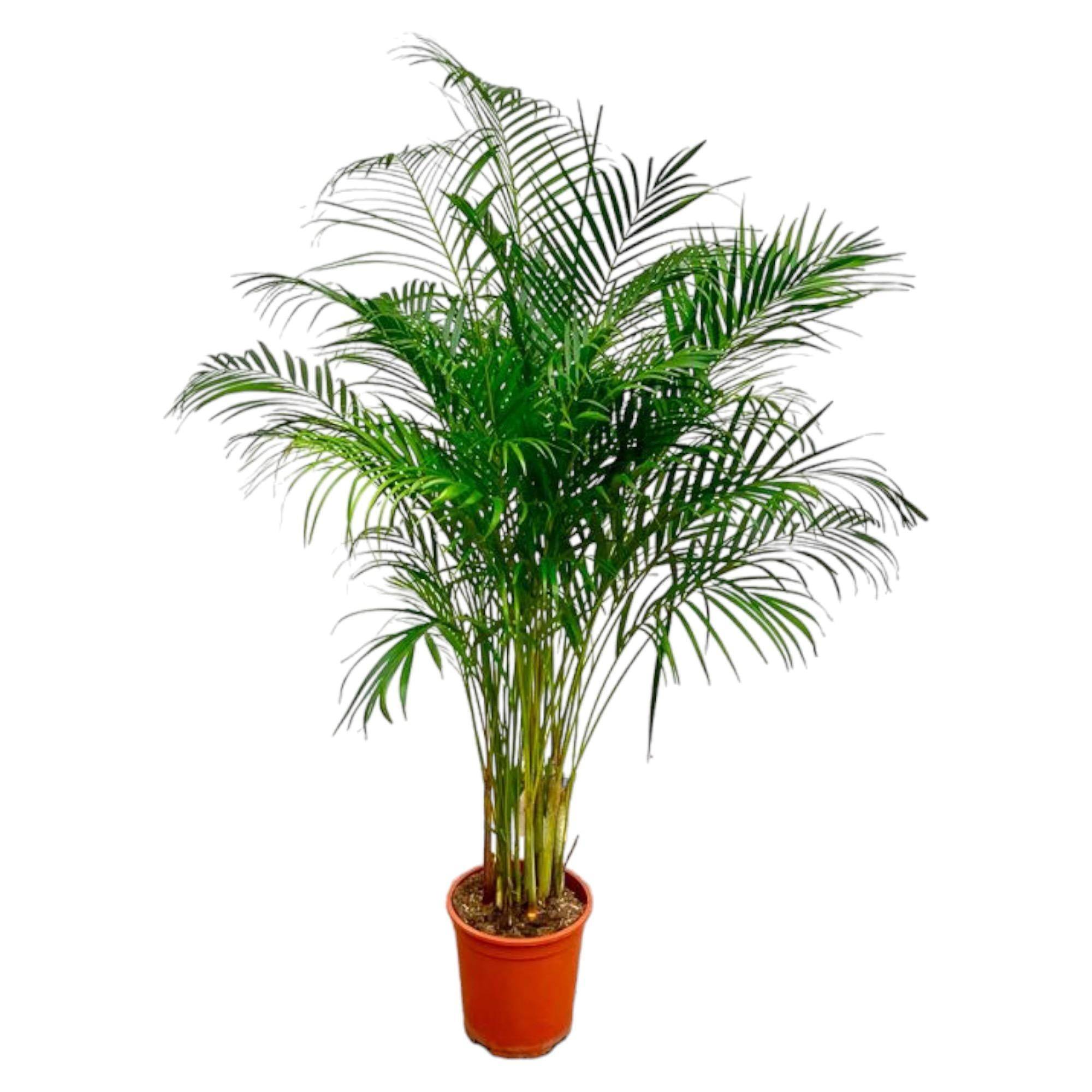 La Green Touch - Dypsis Lutescens (Palmier Areca) - D27 H160cm