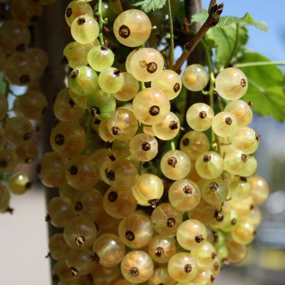 Promesse de Fleurs - Groseillier à grappes blanches Weisse aus Jüterbog Pot de 6L/7L, Tige, Tige de 40 cm