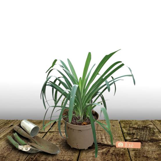 Agapanthe Pitchoune White® 'TUR161' à fleurs Blanche - feuillage Semi-Persistant - Pot de 4L - 40/60 cm- hauteur à maturité De 0,50 m à 1,00 m - Image 3