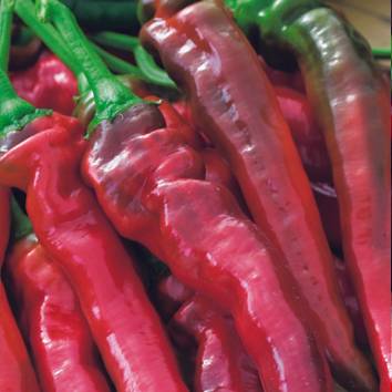 Piment doux très long des landes pot 0,5 l - Image 1