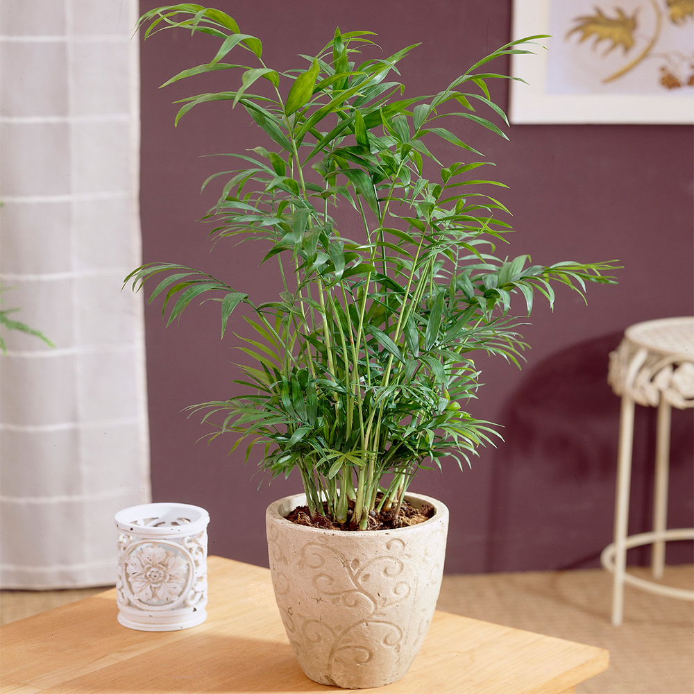 Gardenersdream - Palmier Chamaedorea Elegans - Plante D'Intérieur Lumineuse Pour Bureau En Pot De 13 Cm - GardenersDream