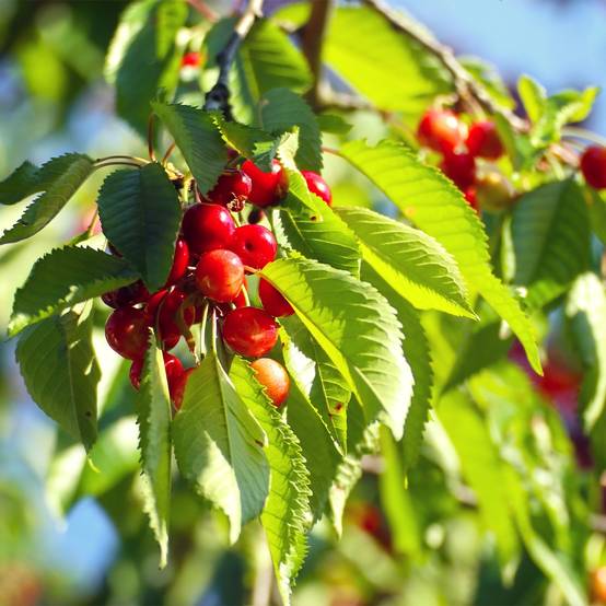 Cerisier Kelleriis 16 - Prunus cerasus Pot de 7,5L/10L, Gobelet