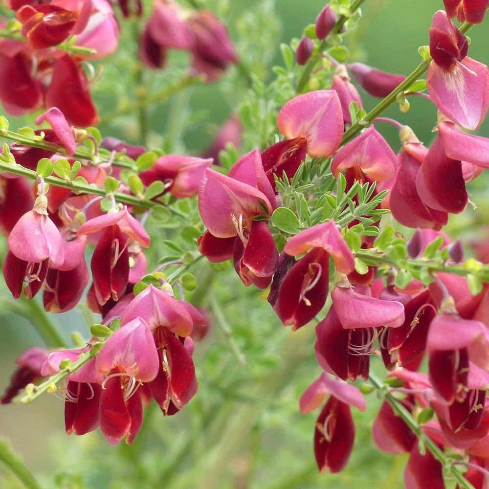 Genêt à balais - Cytisus scoparius Burkwoodii Pot de 2L/3L - Image 1