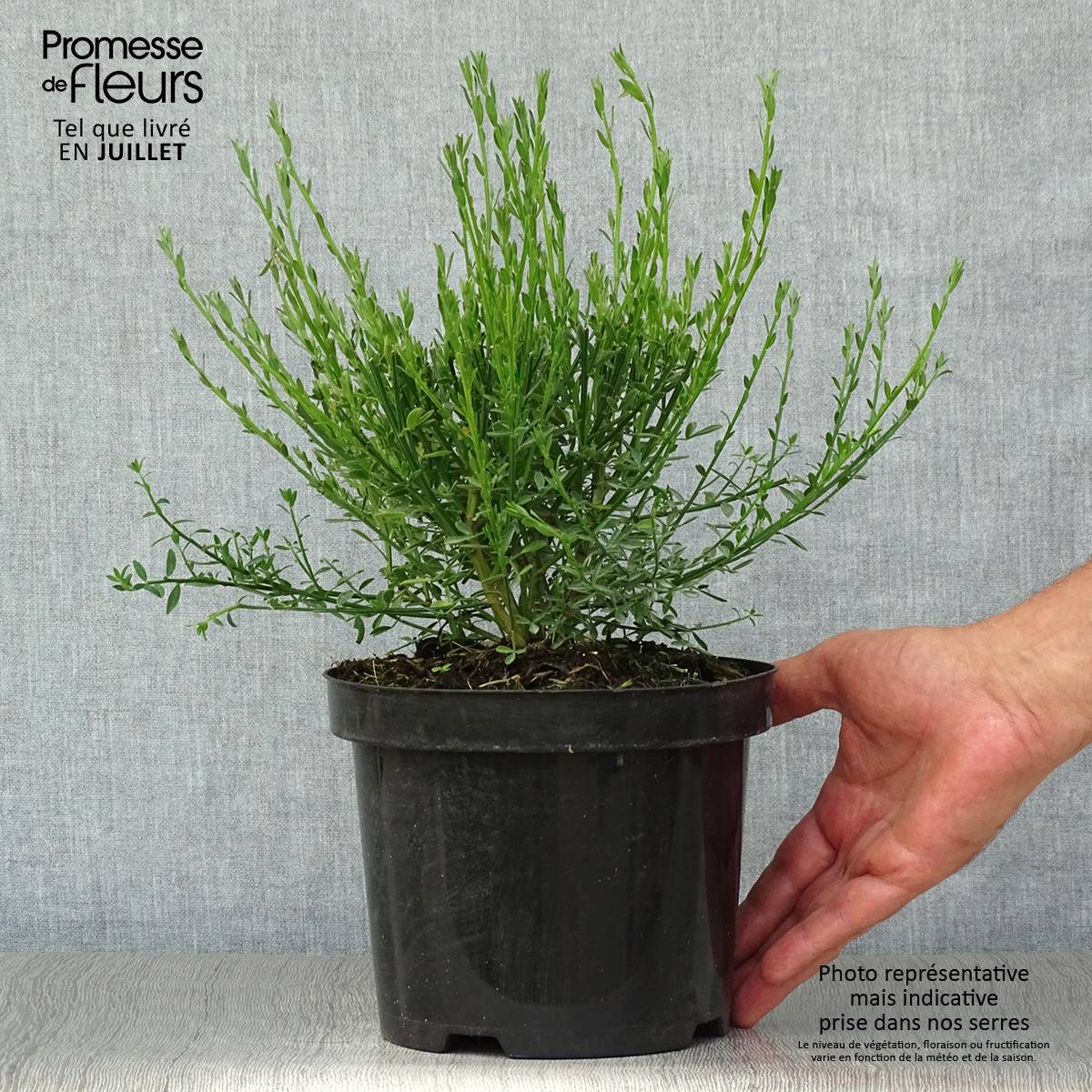 Genêt à balais - Cytisus scoparius Burkwoodii Pot de 2L/3L - Image 2