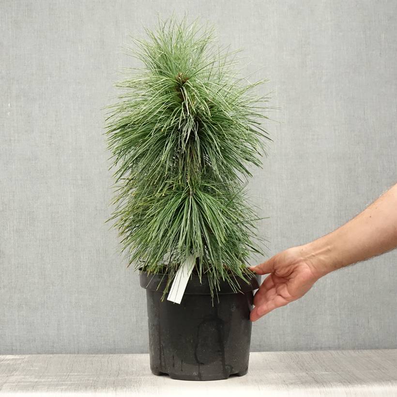 Pin - Pinus schwerinii Wiethorst Pot de 7,5L/10L - Jardiland