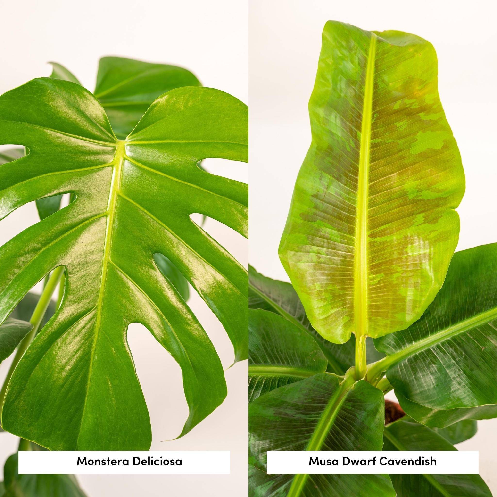 Coffret Monstera Deliciosa, Bananier Musa et ses paniers - Lot de 2 plantes 90cm - Plante d'intérieur- La Green Touch - Imagen 5