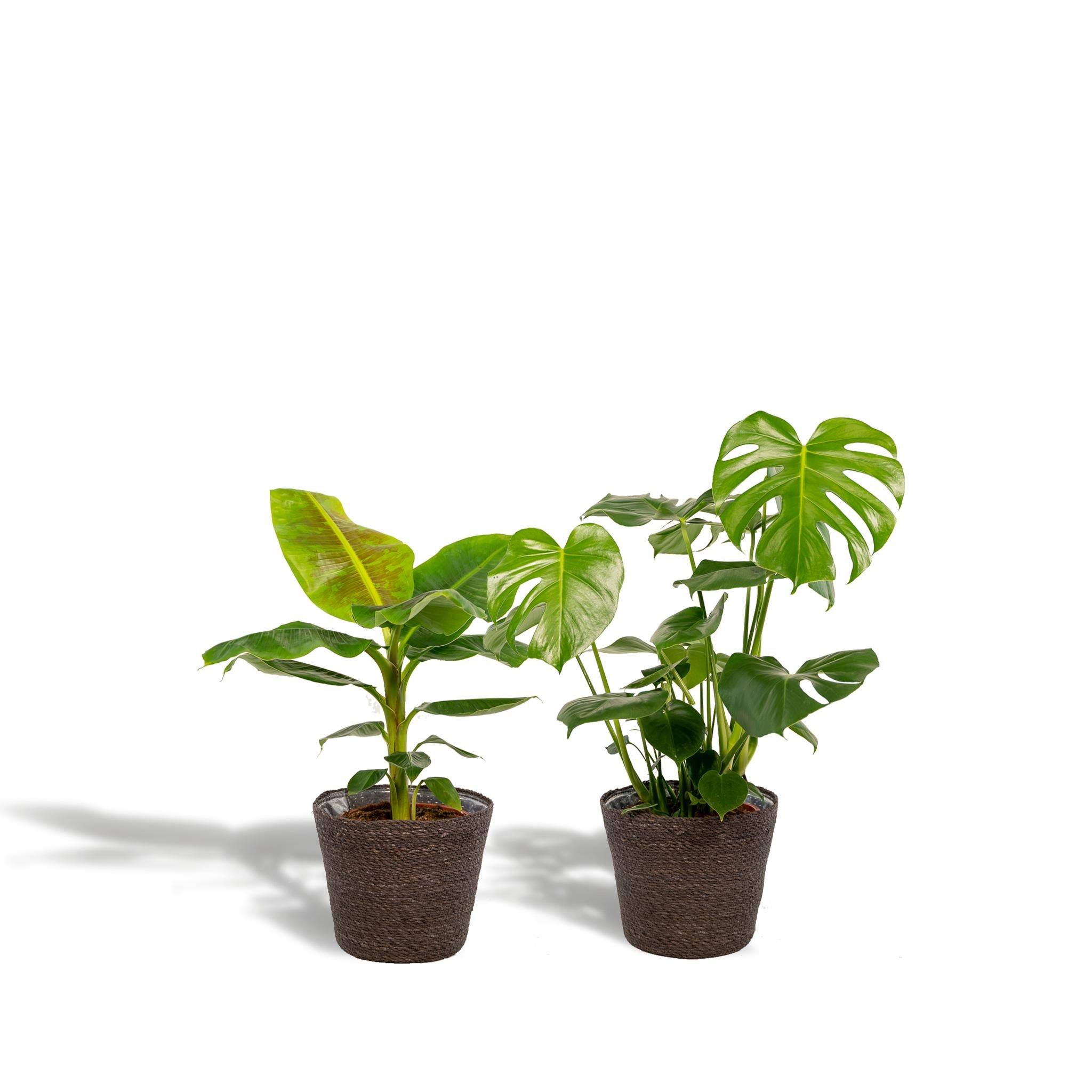 Coffret Monstera Deliciosa, Bananier Musa et ses paniers - Lot de 2 plantes 90cm - Plante d'intérieur- La Green Touch - Imagen 1