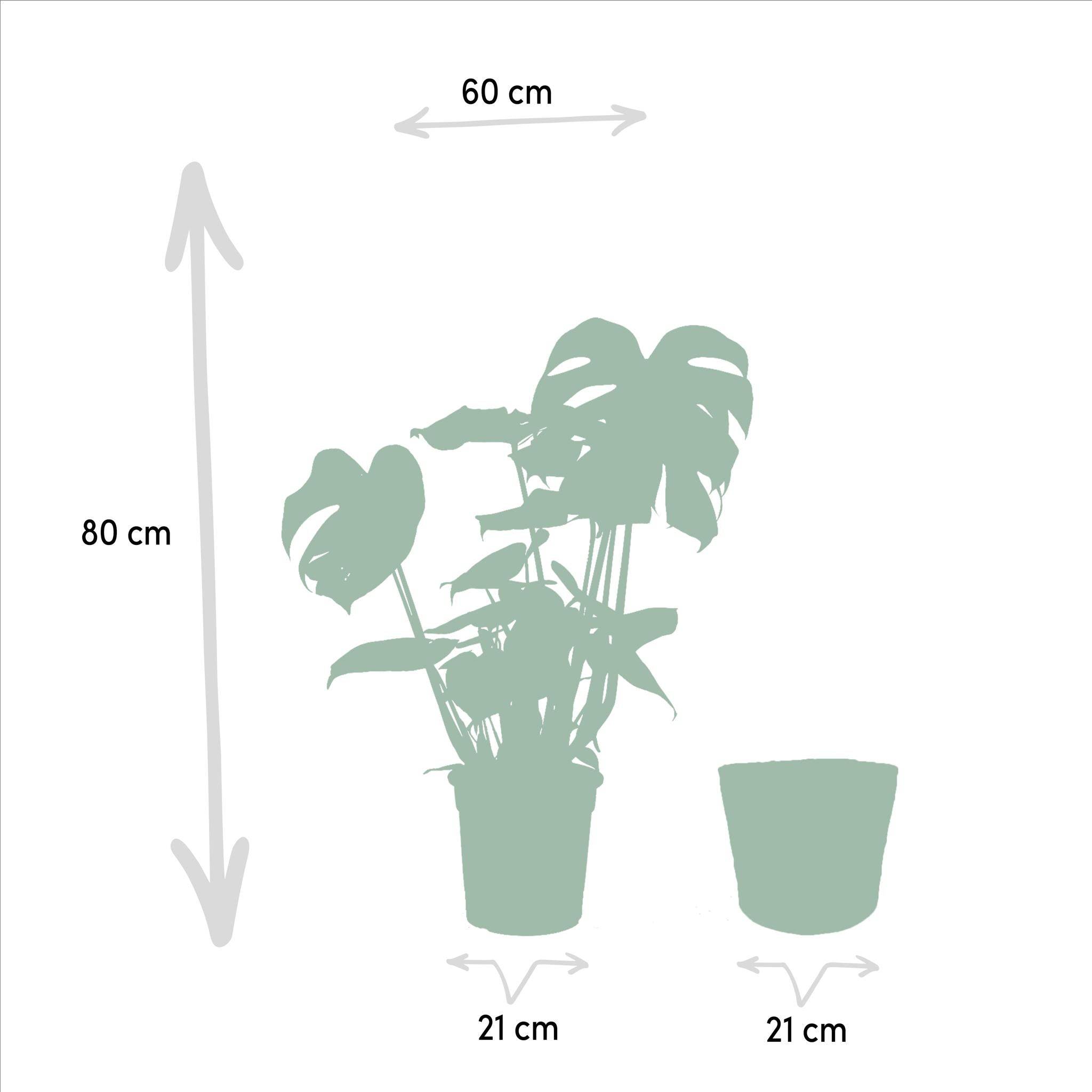 Coffret Monstera Deliciosa, Bananier Musa et ses paniers - Lot de 2 plantes 90cm - Plante d'intérieur- La Green Touch - Imagen 7