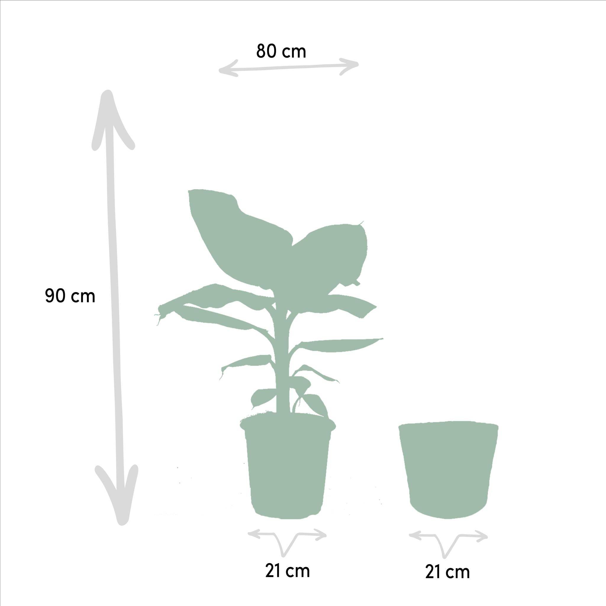 Coffret Monstera Deliciosa, Bananier Musa et ses paniers - Lot de 2 plantes 90cm - Plante d'intérieur- La Green Touch - Imagen 6