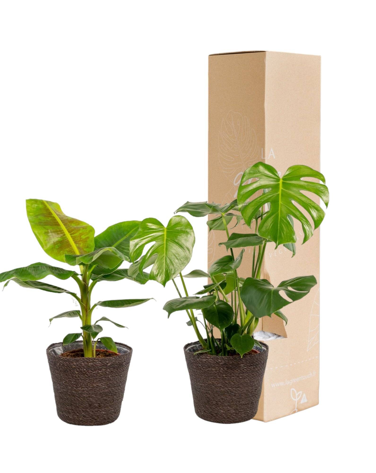 Coffret Monstera Deliciosa, Bananier Musa et ses paniers - Lot de 2 plantes 90cm - Plante d'intérieur- La Green Touch - Imagen 2