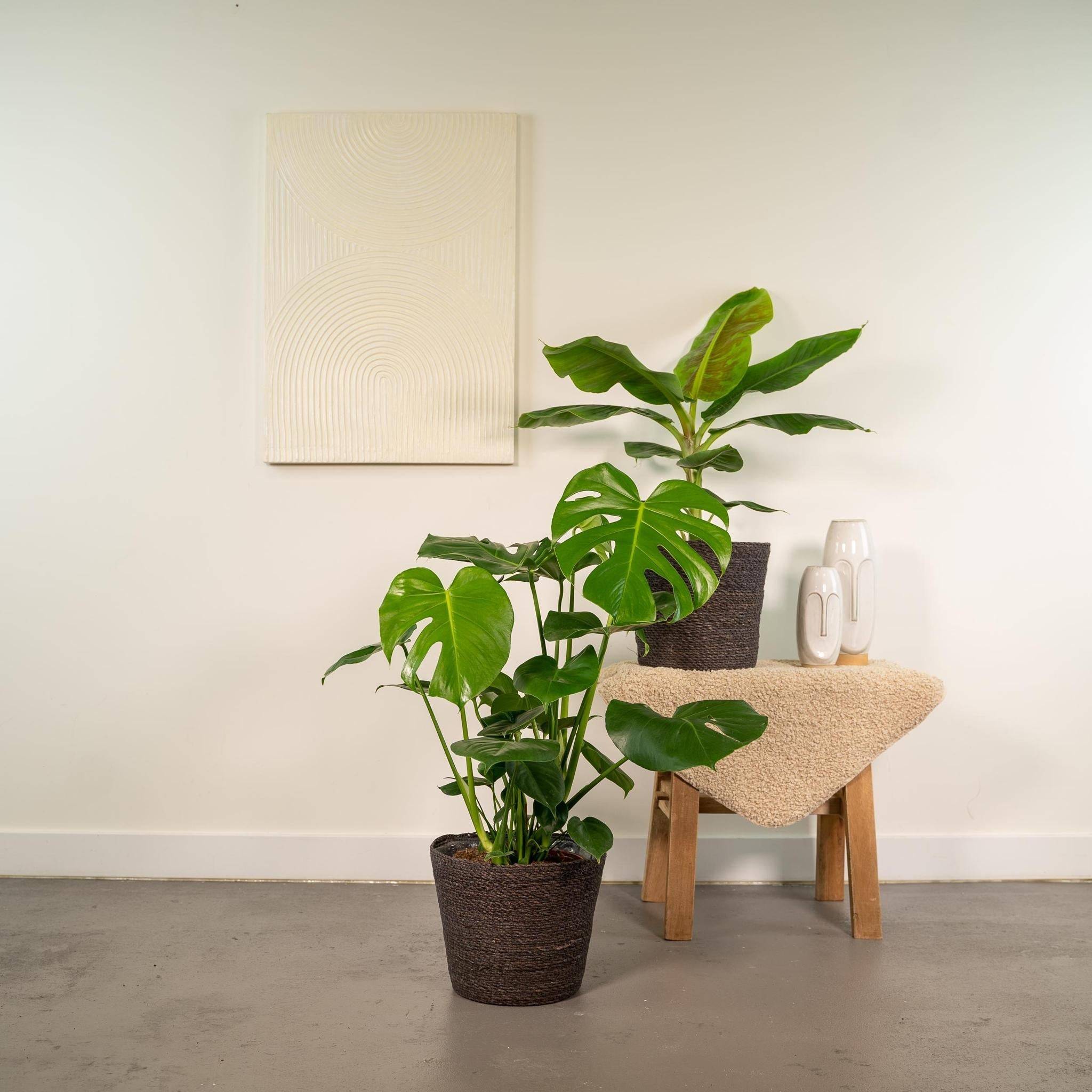 Coffret Monstera Deliciosa, Bananier Musa et ses paniers - Lot de 2 plantes 90cm - Plante d'intérieur- La Green Touch - Imagen 4