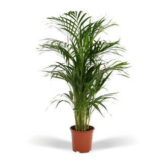 Palmier Areca - D17 H70cm