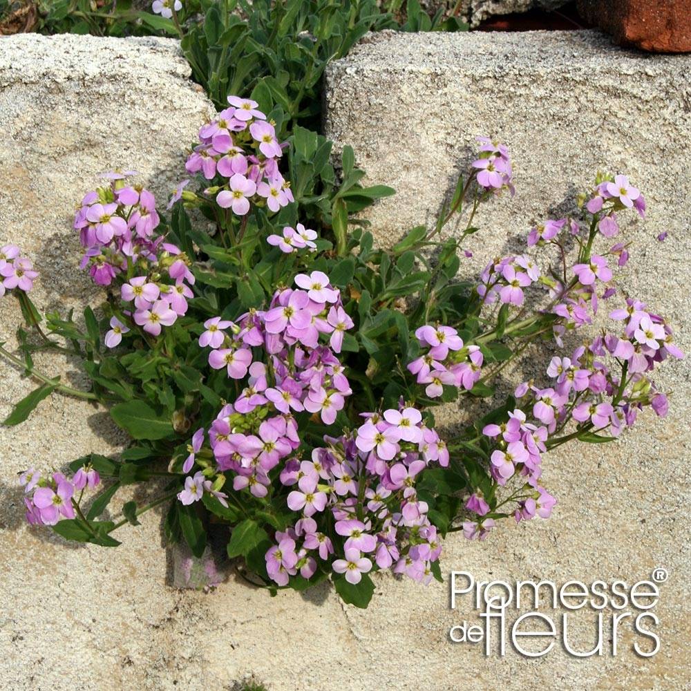 Arabis caucasia Rosea - Arabette du Caucase Godet de 8/9 cm
